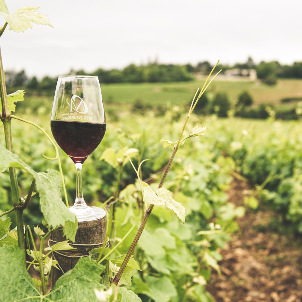 Verre de vin rouge posé sur un piquet de vigne dans un vignoble lors de la Fête du Vin à Cassis
